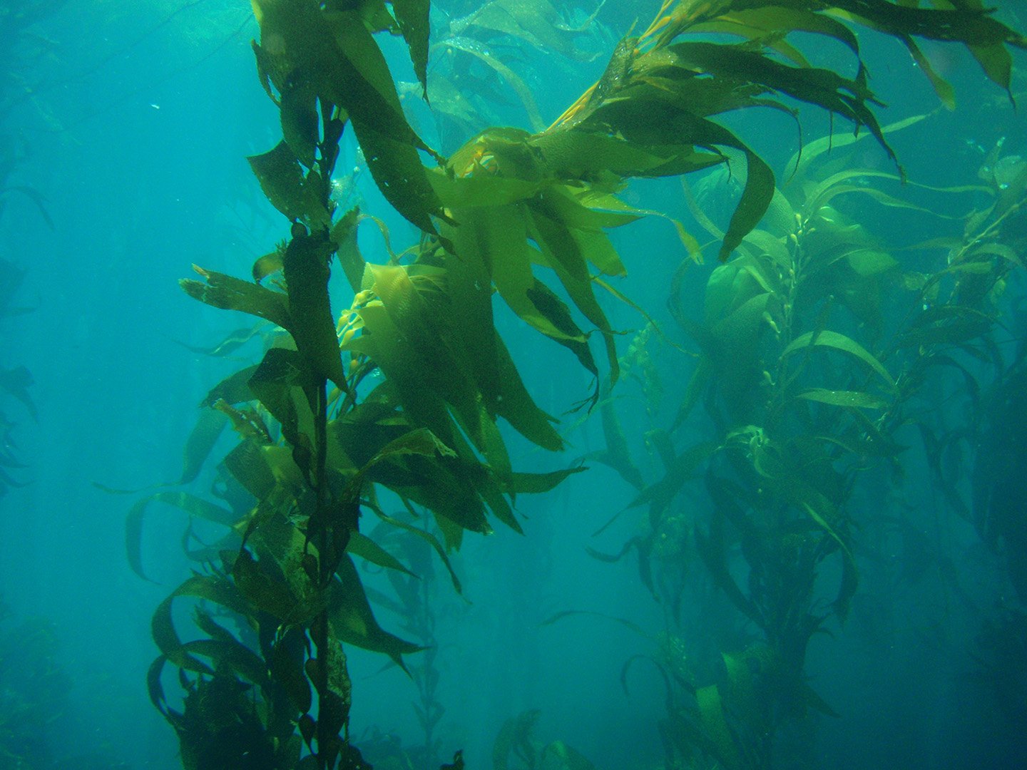 sea kelp photo credit NOAA