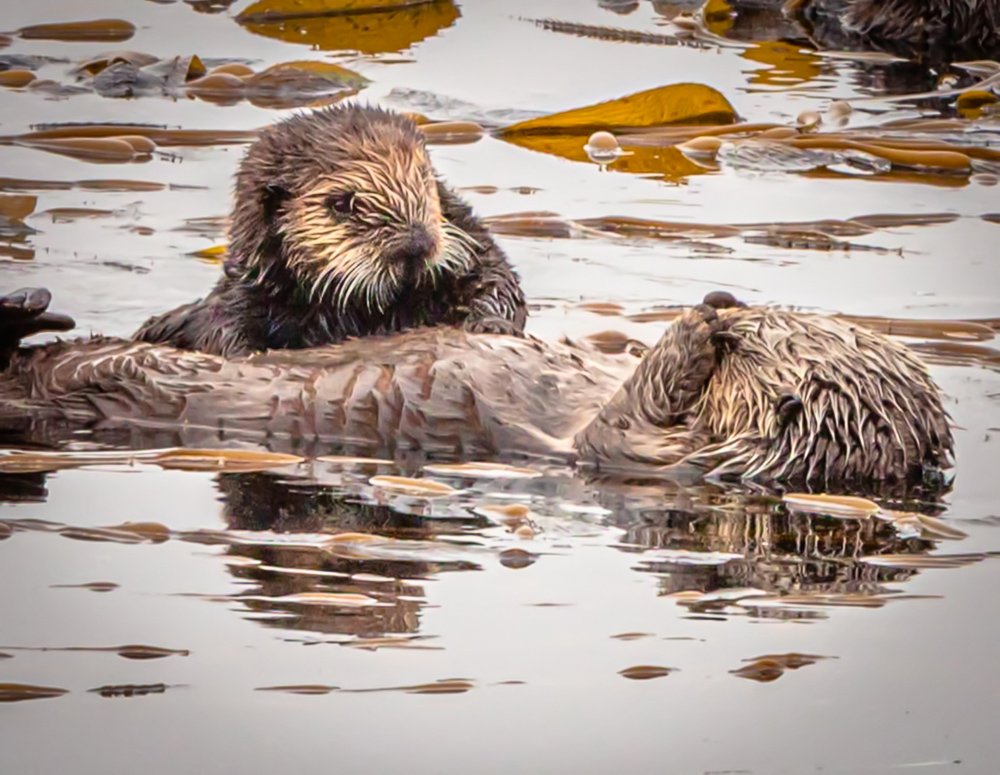 sea otters