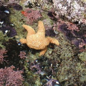 San Simeon Tide Pools