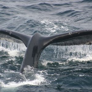 Whale Watching Tour in San Simeon