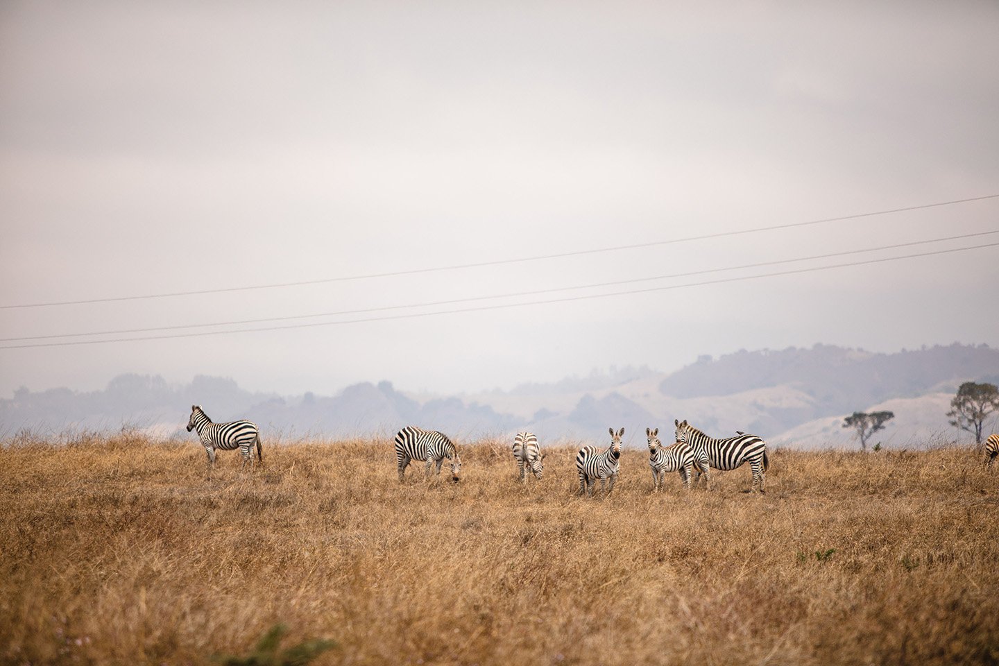 Zebras Hearst Castle