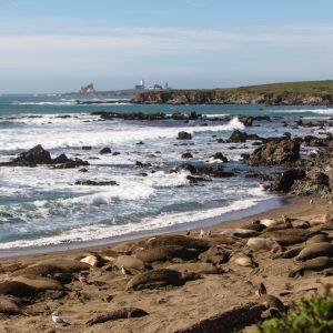 Elephant Seals