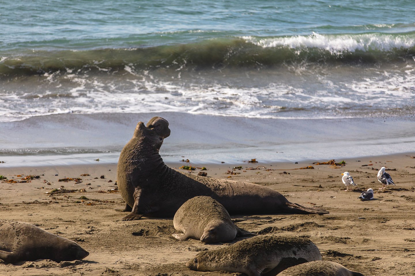 Elephant Seal