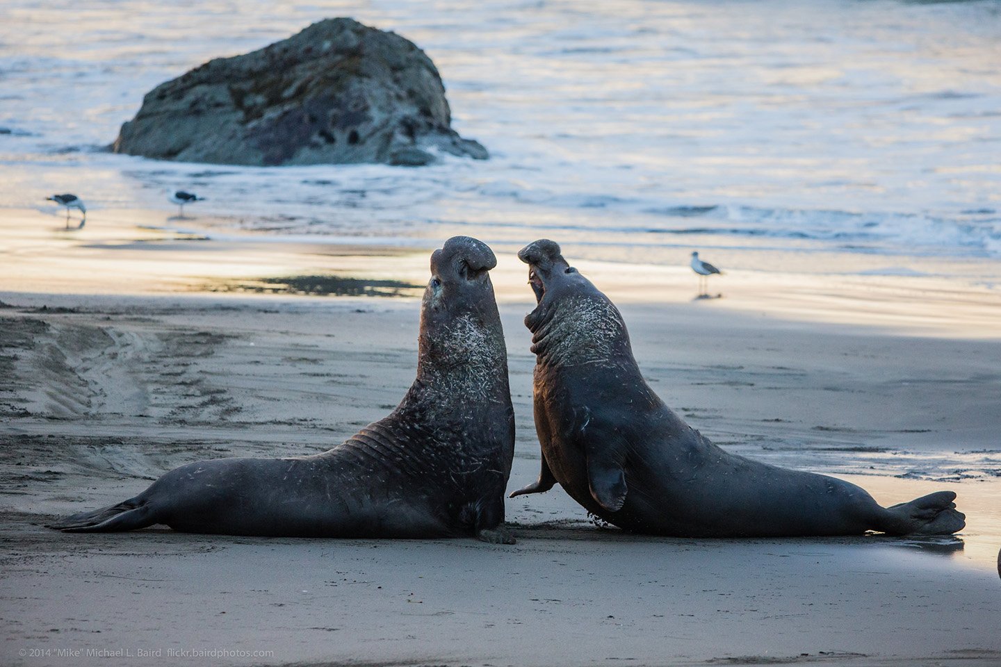 Elephant Seals of San Simeon