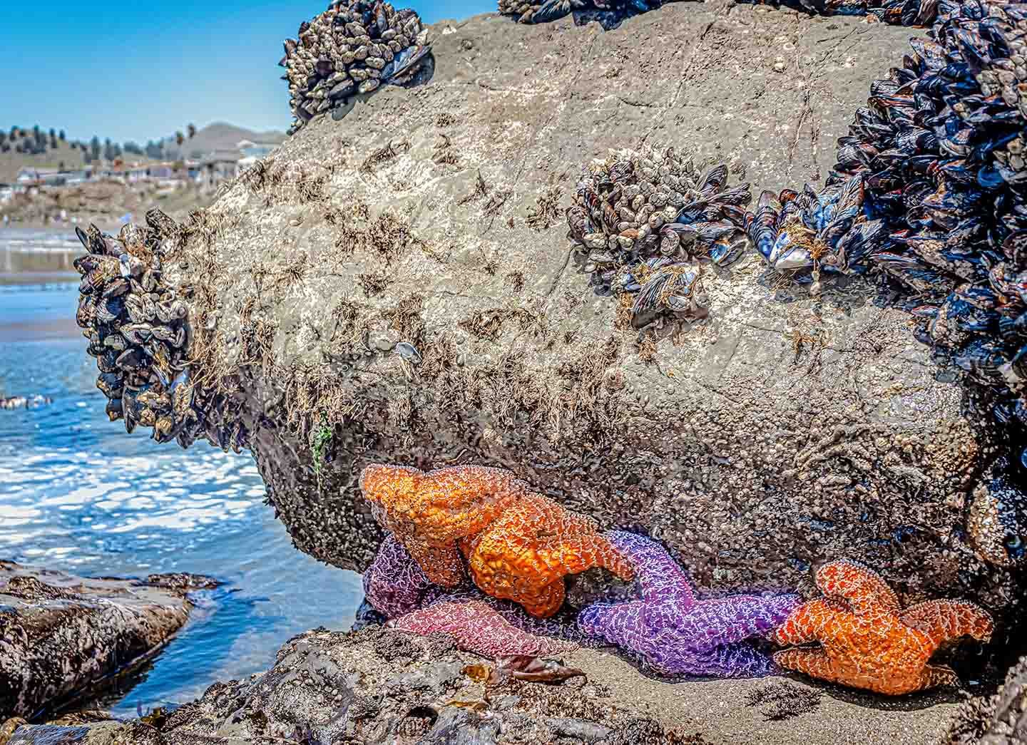 Tidepools in San Simeon