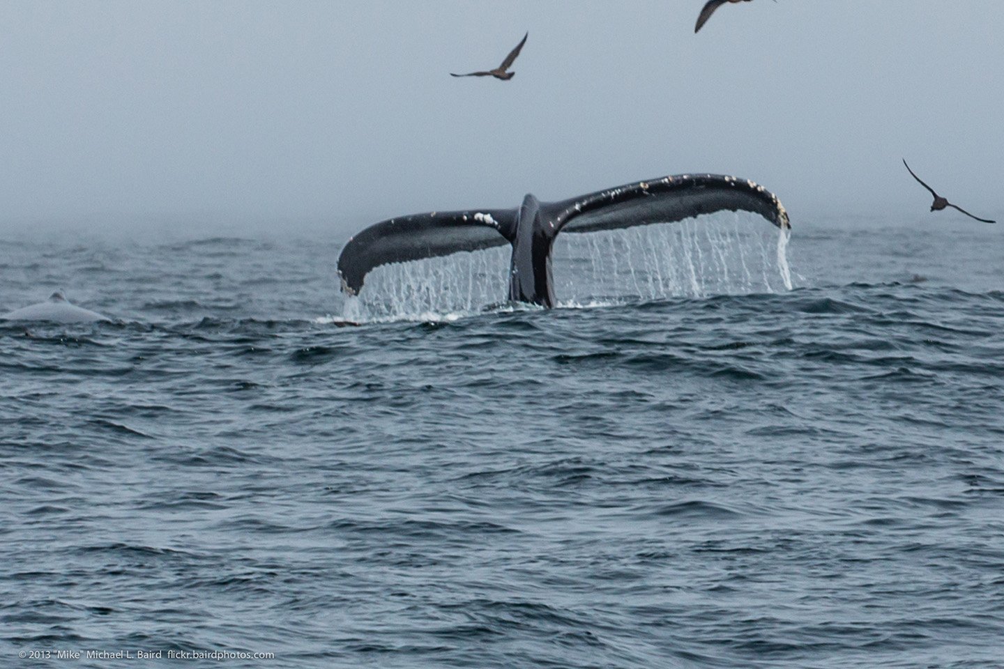 Whale Tail