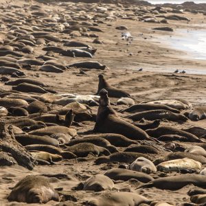 Elephant Seal