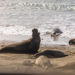 Elephant Seals