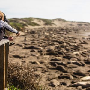 Elephant Seal Rookery