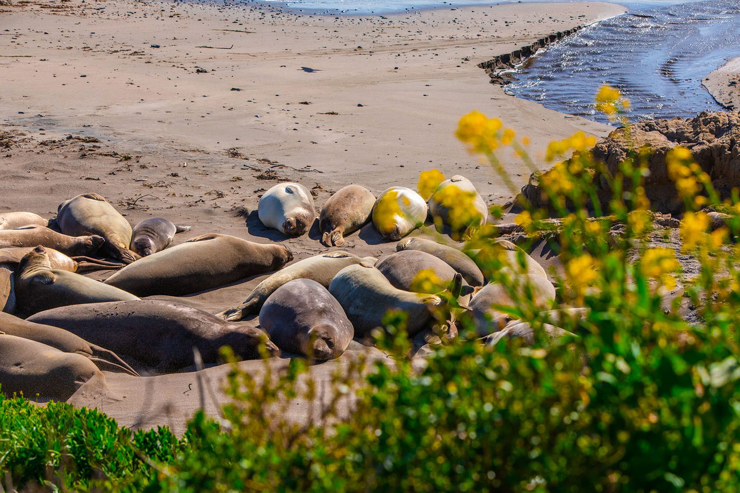 Elephant Seals San Simeon