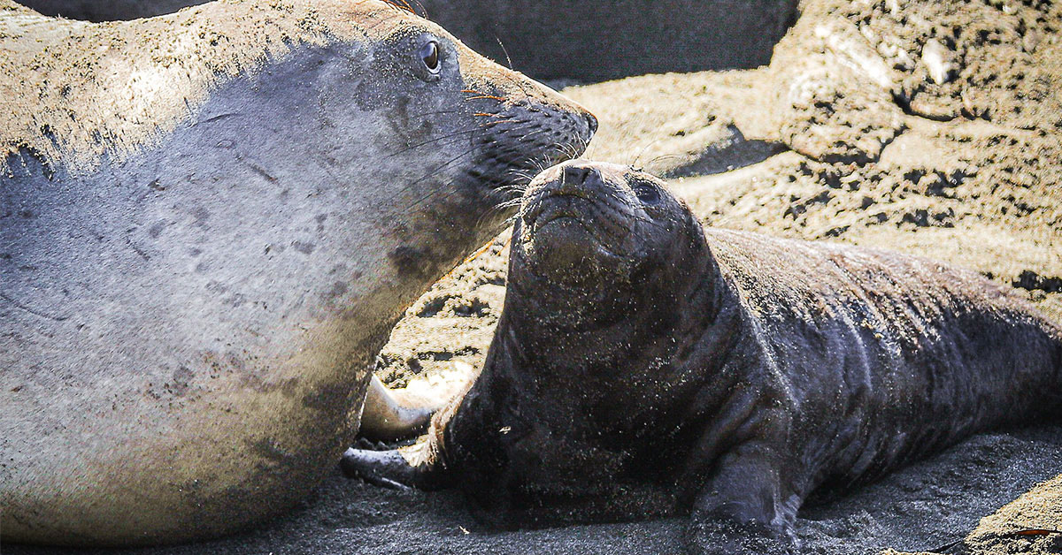 San Simeon Elephant Seals