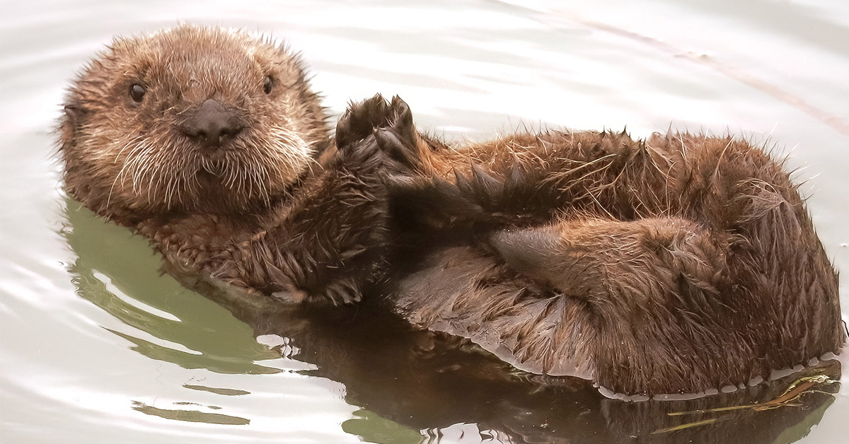 San Simeon Sea Otter