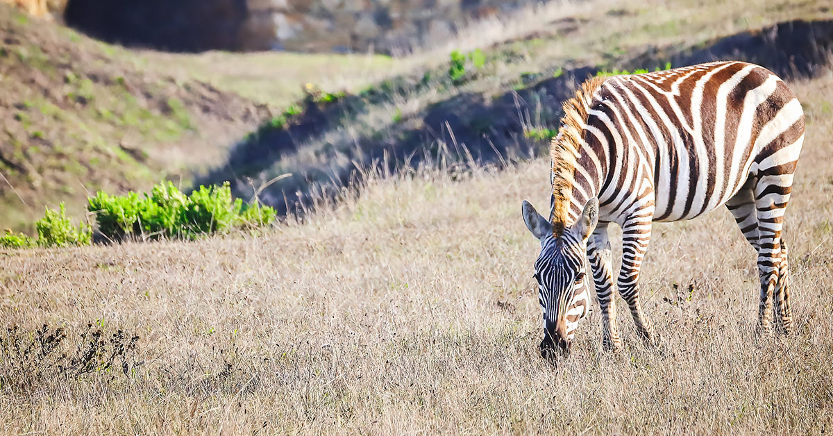 San Simeon Zebra